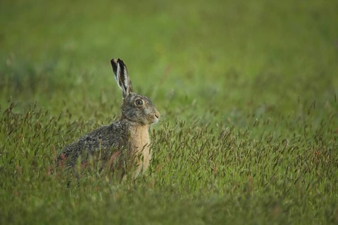 European hare (Lepus europaeus) in grass meadow, Nationaal Park Duinen, Texel, North Holland,