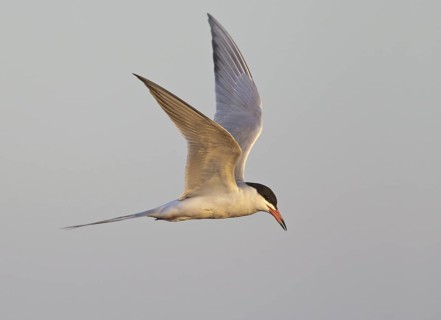 Forster's Tern (Sterna forsteri) flying, North Dakota, USA