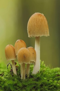 Sugared tintling (Coprinus saccharinus), Oversugared tintling, five, moss, tintlings, tintling,