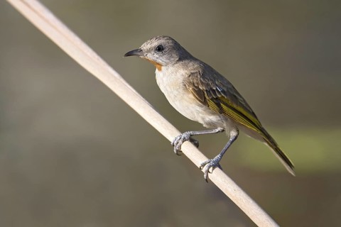 Rufous-throated Honeyeater (Conopophila rufogularis), Western Australia, Australia