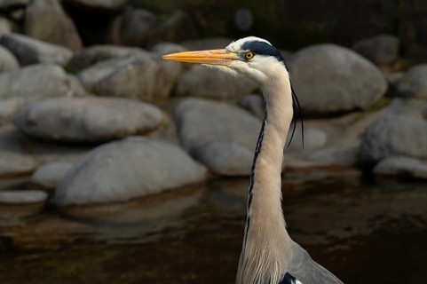 Grey heron (Ardea cinerea) animal portrait, at a pond, Stuttgart, Baden-Württemberg, Germany