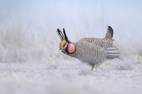 Lesser Prairie Chicken (Tympanuchus pallidicinctus) male displaying, Kansas, USA