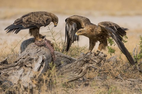 Tawny Eagle (Aquila rapax) feeding on carrion, Kenya