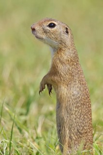 European ground squirrel (Spermophilus citellus) standing upright in a meadow, animal portrait,