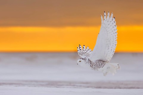 Snowy owl, polar owl, Arctic owl, white owl (Bubo scandiacus) adult female in flight hunting over