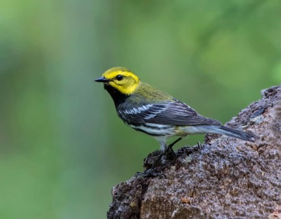 A male Black-throated Green warbler, Setophaga virens, perched at Emma Lake, Saskatchewan