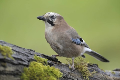 Eurasian Jay (Garrulus glandarius), Germany
