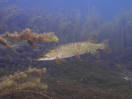 A pike (Esox lucius) swims in clear water surrounded by aquatic plants. Dive site car park Post,
