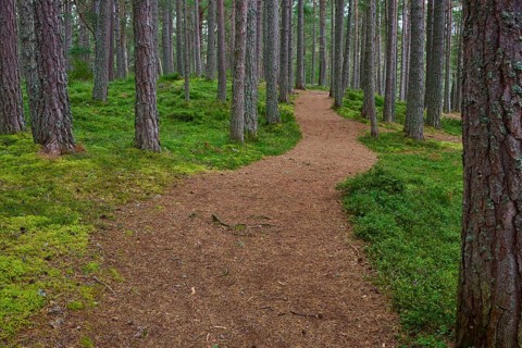 Winding trail through a thick pine forest with green moss, Loch Garden, Nethy Bridge, Scotland,