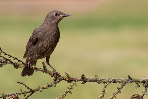 Common Starling (Sturnus vulgaris) juvenile perched on a branch, Lower Saxony, Germany