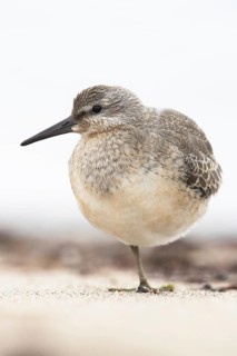 Red Knot (Calidris canutus) resting on shoreline, Mecklenburg-Western Pomerania, Germany