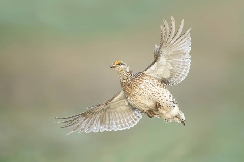 Sharp-tailed Grouse (Tympanuchus phasianellus) flying, Colorado, USA