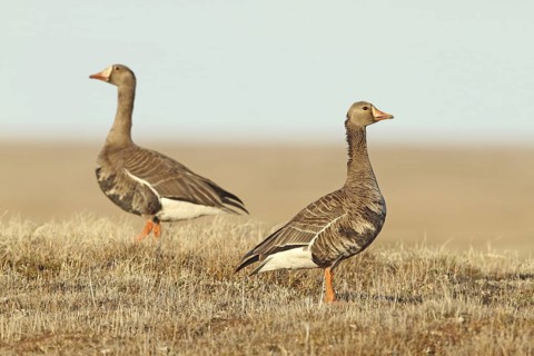 Greater White-fronted Goose (Anser albifrons), Alaska, USA