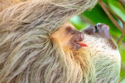 Two toed sloth with baby on belly hanging in almond tree, baby sticking out tongue. Cahuita