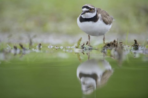 Little Ringed Plover (Charadrius dubius), Thuringia, Germany