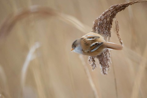 Bearded Reedling (Panurus biarmicus) female, Saxony, Germany