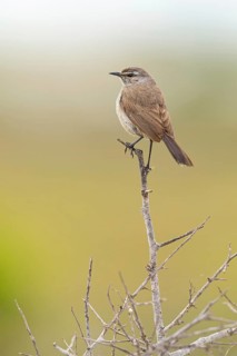 Karoo Scrub Robin, (Cercotrichas coryphoeus), Aedonopsis coryphoeus, (Tychaedon coryphoeus),