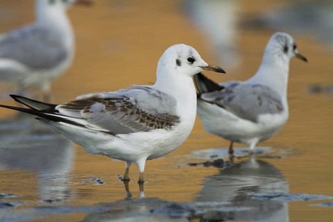 Black-headed Gull (Chroicocephalus ridibundus) juvenile, Madrid, Spain