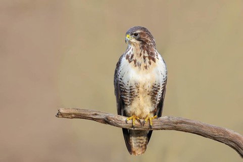 Buzzard (Buteo buteo) sitting attentively on a branch, wildlife, animals, birds, bird of prey,