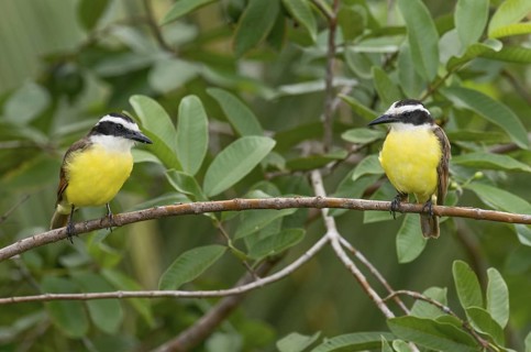 Great Kiskadee (Pitangus sulphuratus), Costa Rica