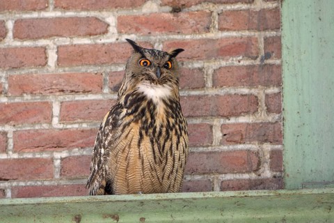 Uhu (Bubo bubo), Eagle Owl, rufender Altvogel, Juni, Zeche Ewald, Herten, Ruhrgebiet,
