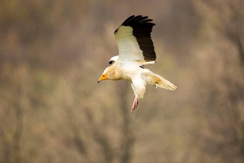 Egyptian Vulture (Neophron percnopterus) flying, Castile and Leon, Spain