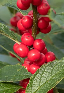 (Ilex verticillata), Bundessortenamt, Germany