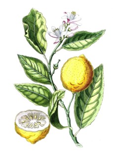 Citrus medica, citron or cedrat, digital reproduction of a historical original, between 1790 and
