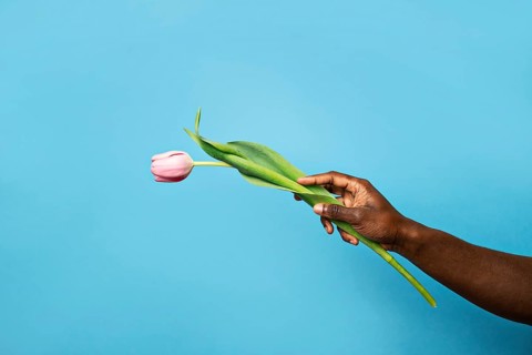An African man gently holds a pink tulip, symbolizing elegance and simplicity. Set against a plain