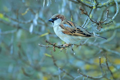 House Sparrow (Passer domesticus) male perched on a twig, Andalusia, Spain