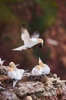 Northern gannet (Morus bassanus) flying over the cliffs, landing with with rivet material in the