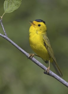 Wilson's Warbler (Cardellina pusilla), British Columbia, Canada