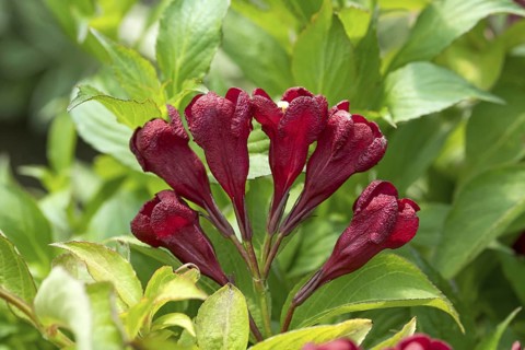 Weigelie (Weigela CHERRY LOVE), An den Dorfwiesen 9, Germany