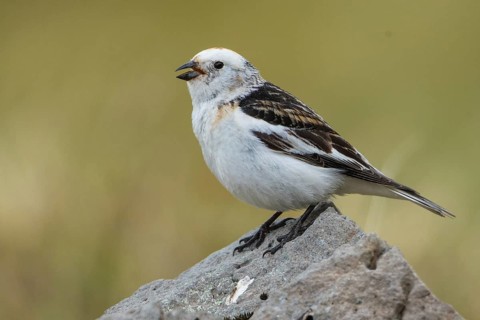 Snow Bunting (Plectrophenax nivalis insulae) male singing from a rock, Iceland