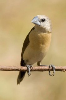 Yellow-rumped Mannikin (Lonchura flaviprymna), Western Australia, Australia