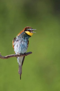 Bee-eater, (Merops apiaster), Animals, Birds, Raptor family, Perching station, Muselievo,