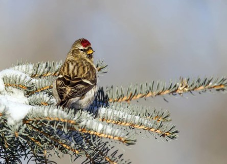 Common Redpoll (Acanthis flammea), Saskatchewan, Canada