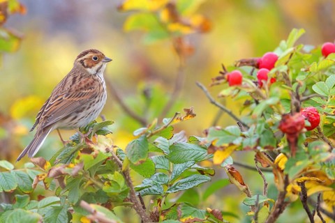 Bunting, (Emberiza pusilla), Animals, Birds, Bunting, Bunting perch, Heligoland,