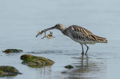 Eurasian Curlew (Numenius arquata) eating Green shore crab (Carcinus maenas), Mecklenburg-Western