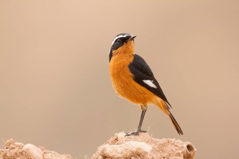 Moussier's Redstart (Phoenicurus moussieri) male, Morocco