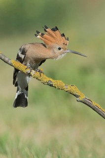 Eurasian Hoopoe (Upupa epops) perched on a branch, Aosta Valley, Italy