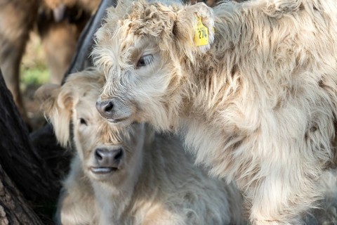 Highland cattle, Oberweser, Weser Uplands, Weserbergland, Hesse, Germany