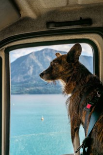 A brown dog looks out of a camper van window, gazing at a serene lake and mountains in Greece. The