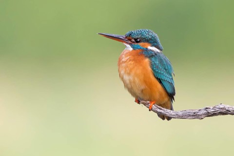 Common Kingfisher (Alcedo atthis) female, Saxony-Anhalt, Germany