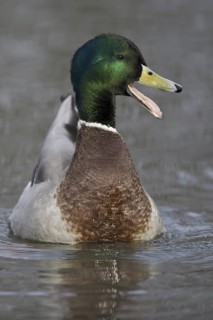 Mallard (Anas platyrhynchos) male, Lower Saxony, Germany