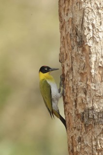 Black-headed Woodpecker (Picus erythropygius), Kaeng Krachan, Thailand