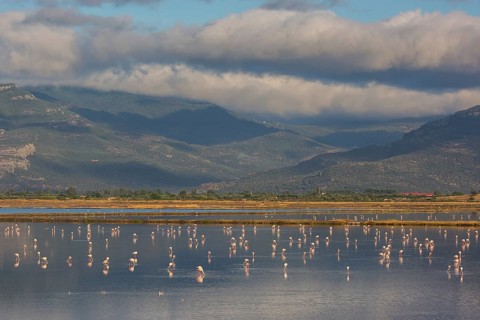 Greater Flamingo (Phoenicopterus roseus) group standing in shallow water, Lesvos, Greece