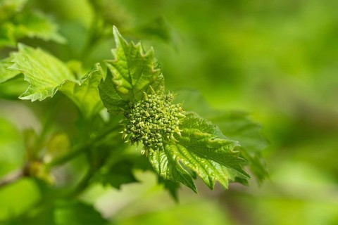 A close-up of a viburnum bud showcases its intricate structure surrounded by vibrant green leaves.