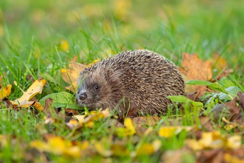 European hedgehog (Erinaceus europaeus) adult animal on fallen autumn leaves in a garden, England,