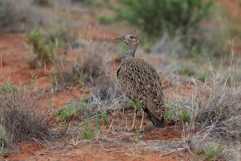 Red-crested Bustard (Lophotis ruficrista), adult, foraging, vigilant, Mokala National Park, South
